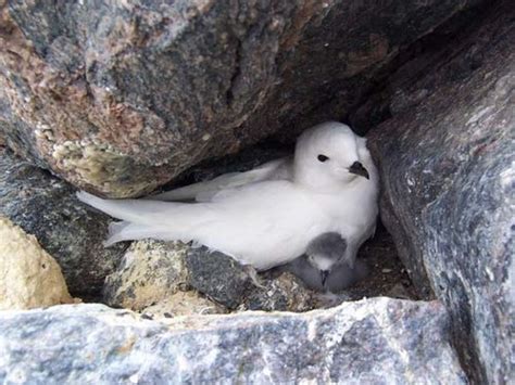 Snow Petrel with young | Sea birds, Birds, Animals