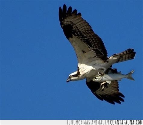 Cuánta Fauna > Espeluznantes imágenes de animales cazando a sus presas