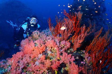 Spectacular Diving in Puerto Galera made easy! - Asia Divers & El Galleon Beach Resort, Puerto ...