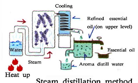 Steam distillation process for extraction of essential oil 61 .... | Download Scientific Diagram