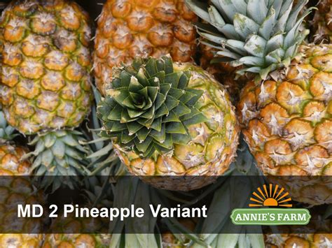 Md2 Pineapple Png / Qualitative characteristics of fruit caliber classification md2 pineapple ...