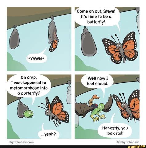 Come on out, Steve! butterfly! metamorphose into a butterfly? - iFunny ...