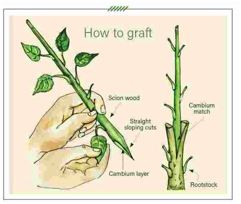 Asexual Propagation in Plants, Types and Examples