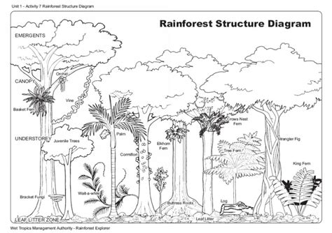 Rainforest structure | Wet Tropics Management Authority