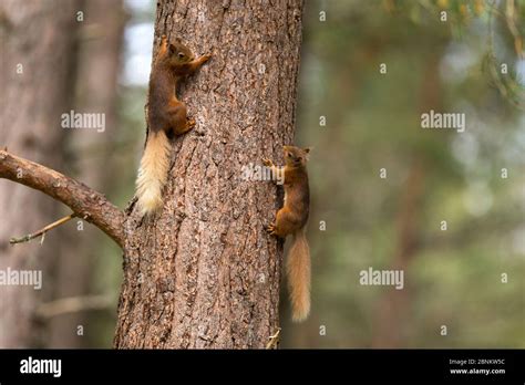 Two Red squirrels (Sciurus vulgaris) chasing each other on pine tree trunk, Cairngorms National ...