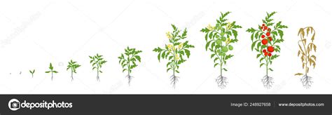 トマトの成長段階。ベクトルの図。トマ ト。熟成。果物とブッシュに芽からトマトのライフ サイクル。ルート システム。温室および使用肥料 ...