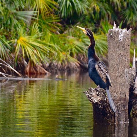 Noosa Everglades Day Cruise, Discover the Everglades!