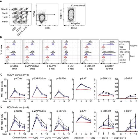 CD2 Co-activates the CD16-Induced Signaling Pathway in Adaptive NK Cells | Download Scientific ...