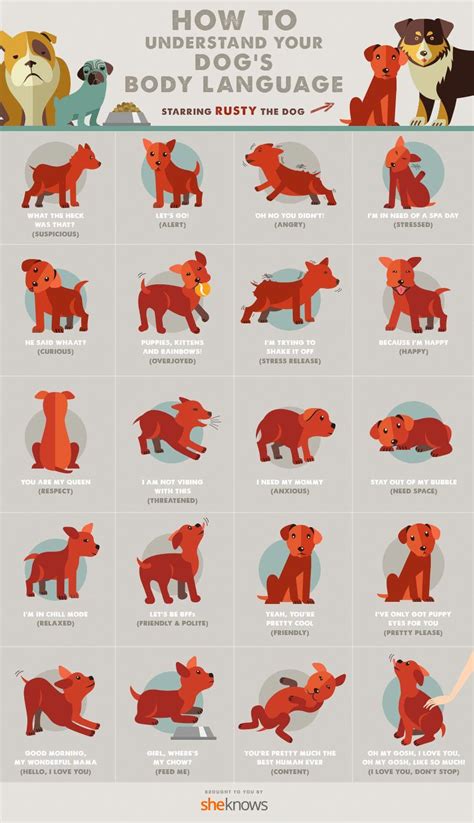 Dog Body Language Chart - Agaliprogram