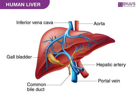 Liver Diagram With Labels Liver Anatomy And Function Anatomy | Porn Sex Picture