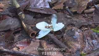 Army Ant Colony Many Ants Predation Kill Capture Attacking Eating Butterfly Prey