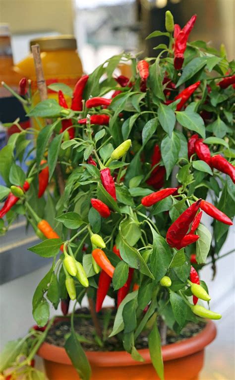 best-plants-for-indoor-vegetable-garden-chili-peppers - Apartminty