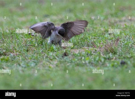 tree swallow nesting Stock Photo - Alamy