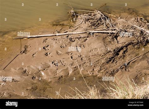 prints in mud, beaver tracks, new mexico, usa Stock Photo - Alamy