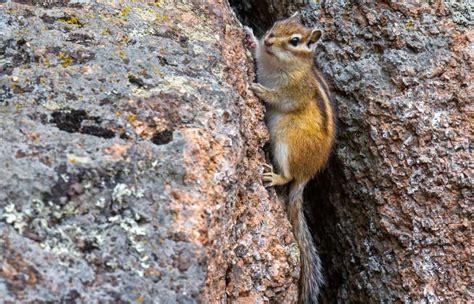 Identifying and Filling Chipmunk Holes | Outdoor Pests