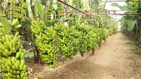 Amazing Harvesting Millions of Bananas Method - How to Process Banana Fiber, Dried Banana - YouTube