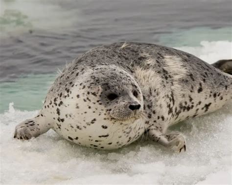 Spotted Seal - Facts, Diet, Habitat & Pictures on Animalia.bio