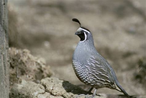 California Quail - Callipepla californica - NatureWorks