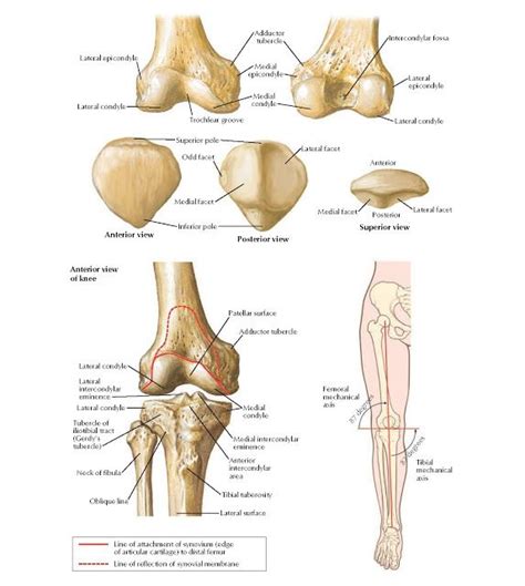 Osteology of Knee Anatomy Lateral epicondyle, Lateral condyle ...