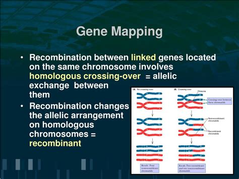 PPT - Gene Linkage and Genetic Mapping PowerPoint Presentation, free download - ID:5604906