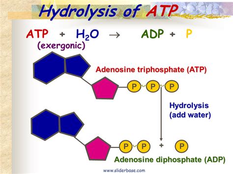 Adenosine Triphosphate