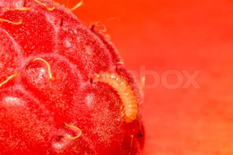 Larva of the raspberry beetle | Stock image | Colourbox