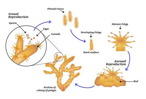 What is Coral?