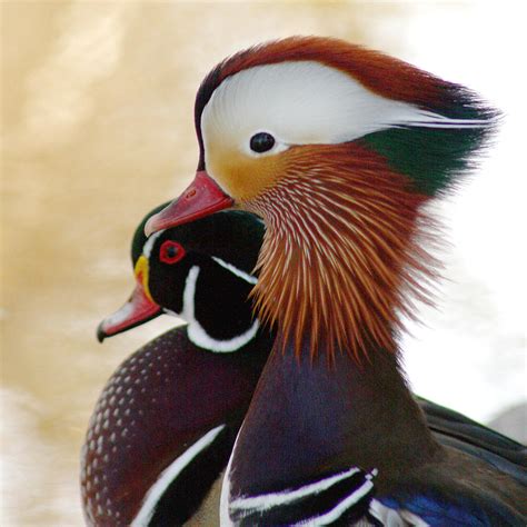 Mandarin Duck And Wood Duck Photograph by Bob and Jan Shriner