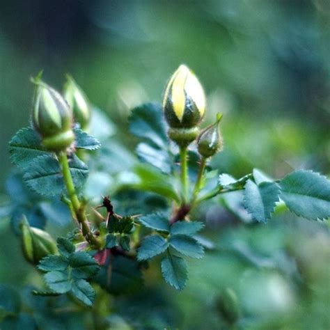 Yellow Rosebud | We have a Yellow Rose of Texas I was shooti… | Flickr