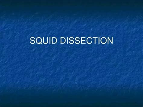 PPT - SQUID DISSECTION PowerPoint Presentation, free download - ID:1113894