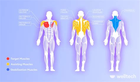 What Muscles Do Dips Work Most? Chest Dips, Tricep Dips & Variations ...