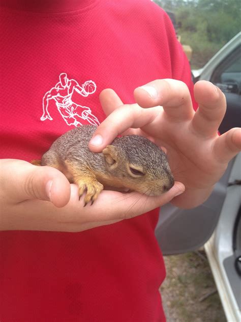 Just found 3 legged baby squirrel injured in 2013 Oklahoma tornados. The rescuers named it Lucky ...