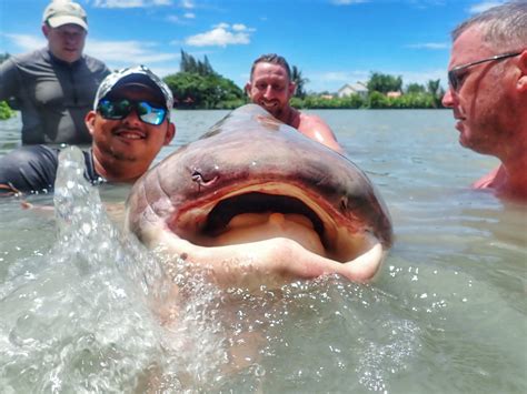 Jurassic produces a massive 350lb+ Giant Mekong Catfish - Jurassic Mountain Resort