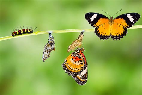 butterfly-larva-to-fly | Work In Progress Coaching