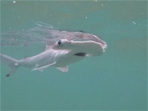 Protecting hammerhead and blacktip shark nursery grounds in the Galapagos Marine Reserve ...