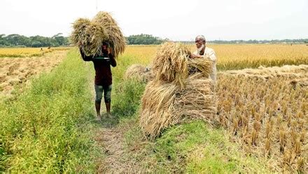 2,000 Paddy harvesting Stock Pictures, Editorial Images and Stock ...