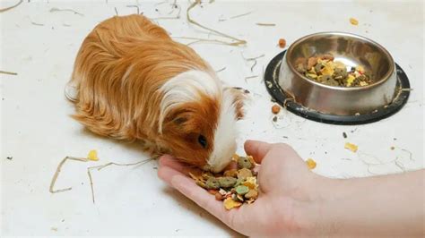 Best Guinea Pig Treats | A Helpful Guide - Guinea Pig Tube