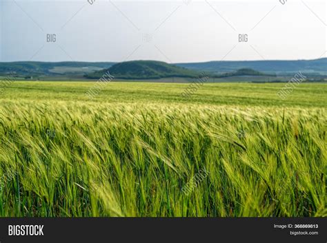 Green Wheat Field Image & Photo (Free Trial) | Bigstock