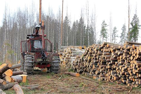 Finding A Future in Forestry