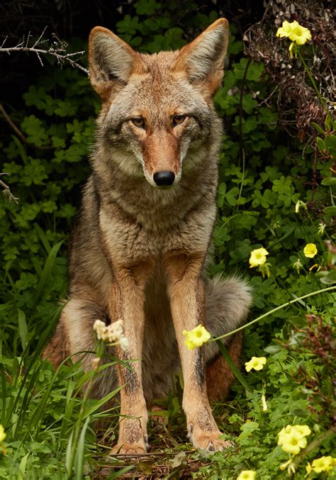 File:Urban Coyote, Bernal Heights.jpg - Wikimedia Commons