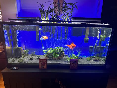 Goldfish breeding behavior. More in comments : r/Goldfish