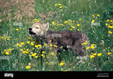 Howling Wolf Pup Stock Photo - Alamy