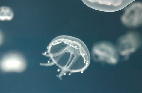 Baby moon jellyfish | Bristol Aquarium