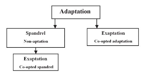 The origin of “exaptation” and “spandrel”. Two kinds of exaptation... | Download Scientific Diagram