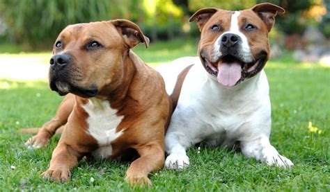 Staffordshire Bull Terrier Breed Information, Photos, History and Care