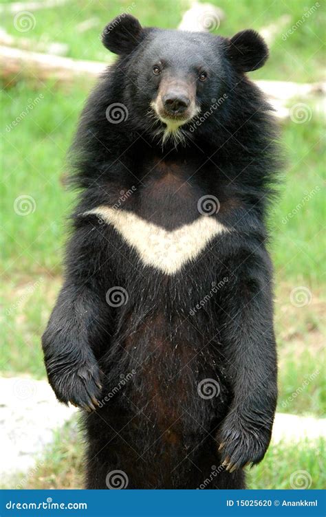 Asiatic Black Bear Stock Photo - Image: 15025620