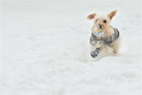 5 Best Winter Dog Boots to Protect Your Pup's Precious Paws | PawTracks