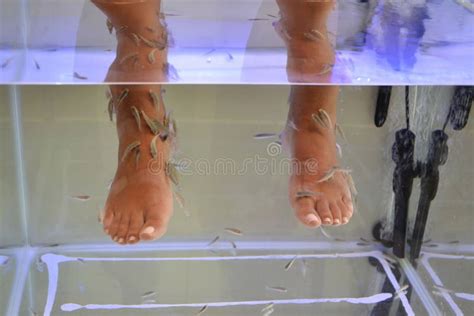 Fish pedicure spa stock photo. Image of fish, soft, beauty - 40410452