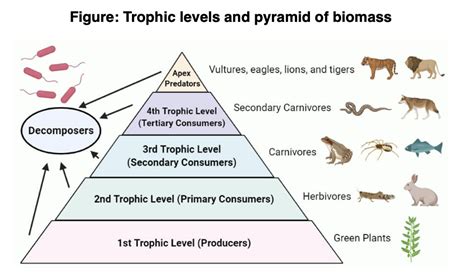 Trophic Levels (A-level Biology) - Study Mind