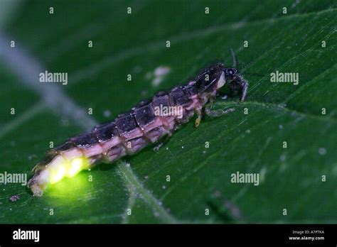 glowworm, glow-worm, great European glow-worm beetle (Lampyris Stock Photo: 6796345 - Alamy